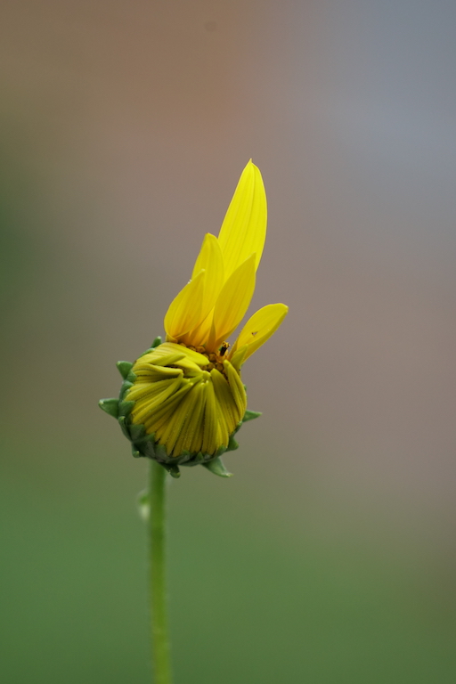 Nature In Class B By David Lewis For Hi There MAY-2019.jpg